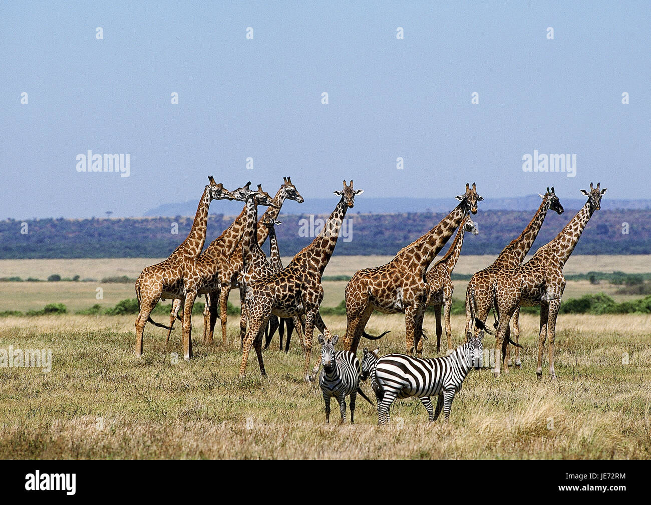 Massaigiraffe, Giraffa camelopardalis tippelskirchi, groupe, savane, parc de Masai Mara, Kenya, Banque D'Images