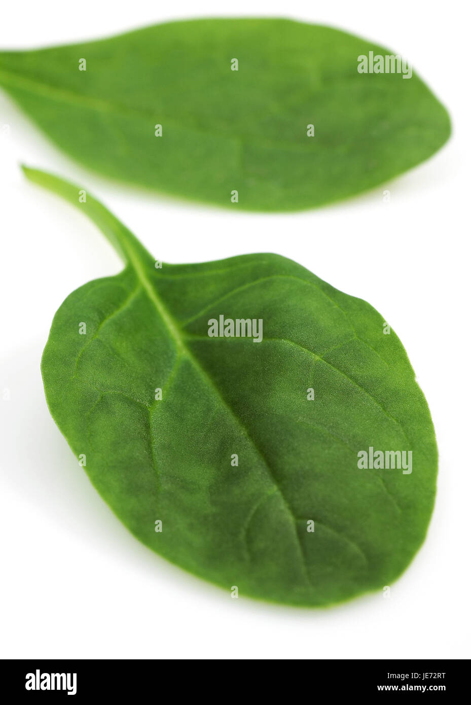 Les feuilles d'épinards, Spinacia oleracea, épinards, feuilles, fond blanc, Banque D'Images