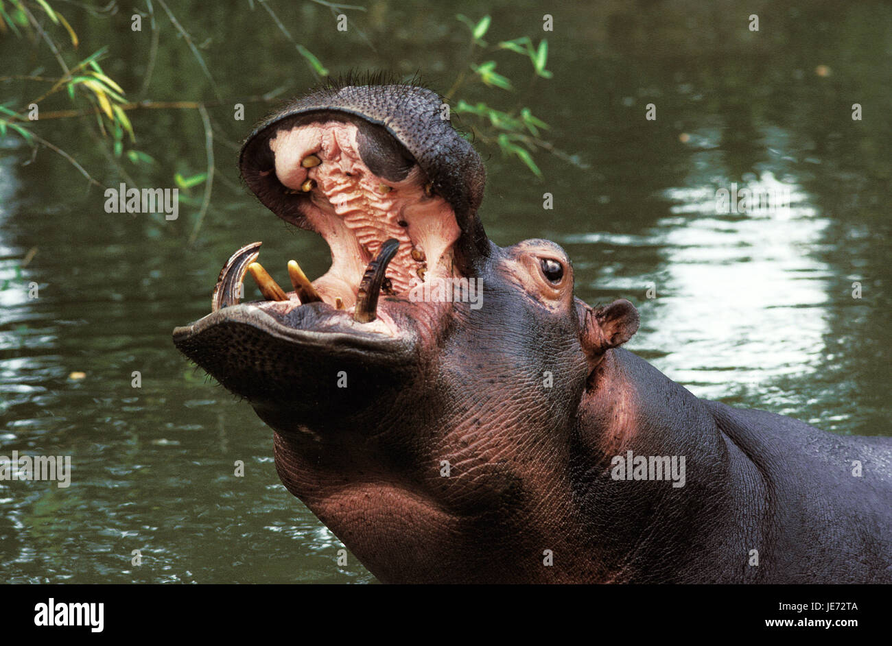 Hippopotame, Hippopotamus amphibius, Nil aussi cheval, grand hippopotame, animal adulte, bouche ouverte, Banque D'Images