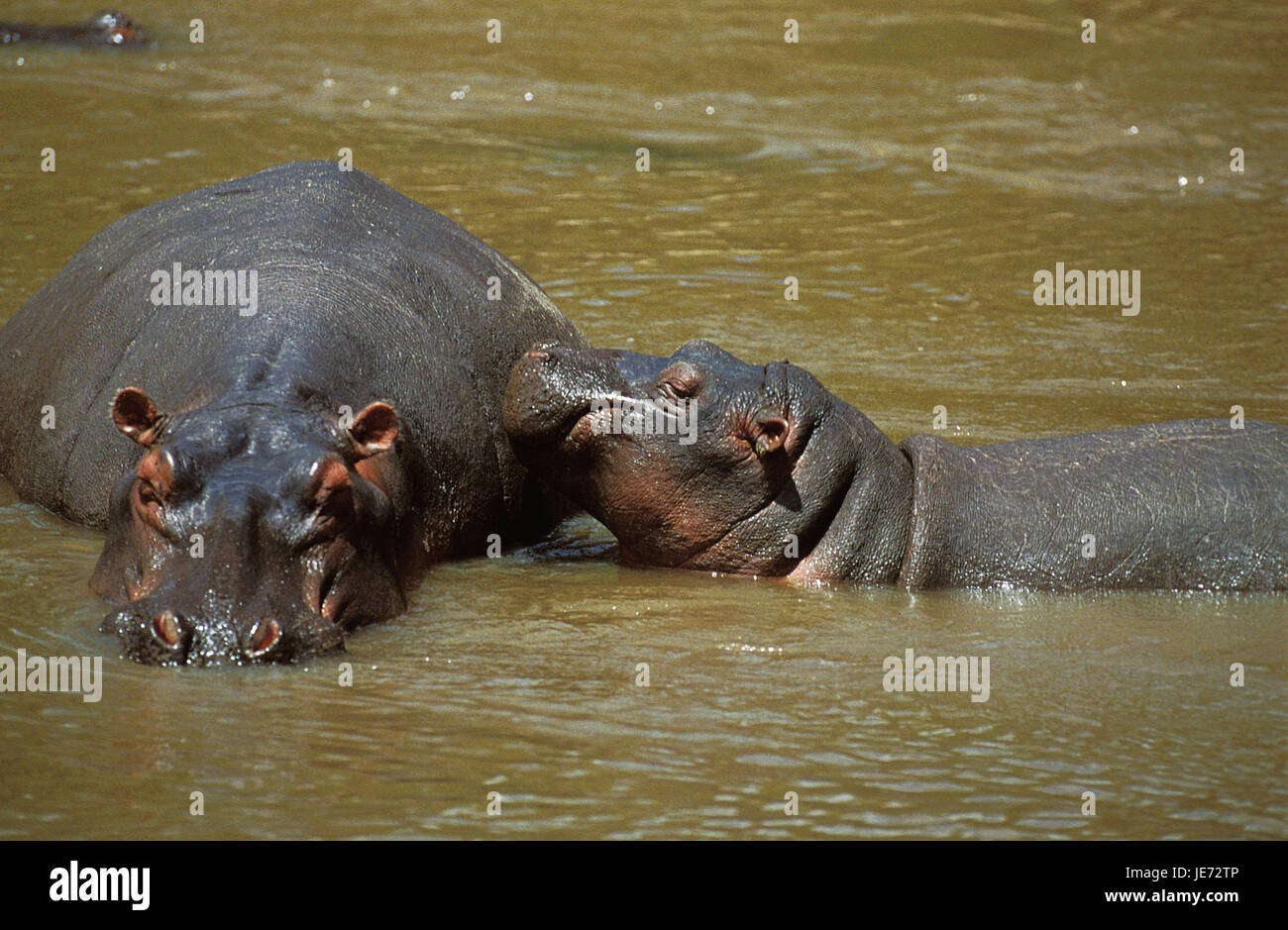 Hippopotame, Hippopotamus amphibius, Nil aussi cheval, grand hippopotame, femme, veau, Mara River, stand, Kenya, Banque D'Images