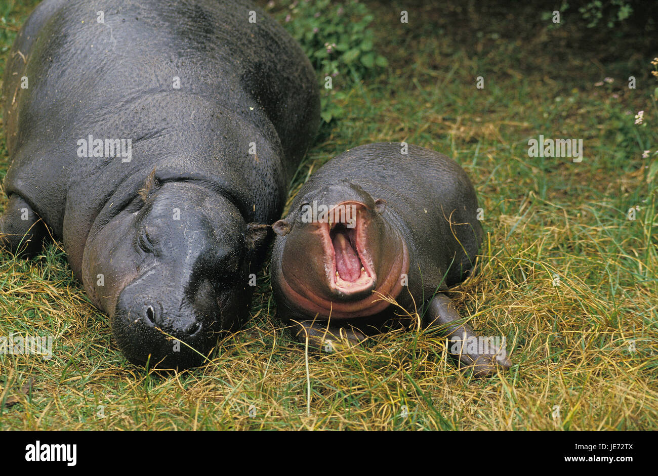 L'hippopotame nain, Choeropsis liberiensis, femelles, veau, mensonge, Banque D'Images