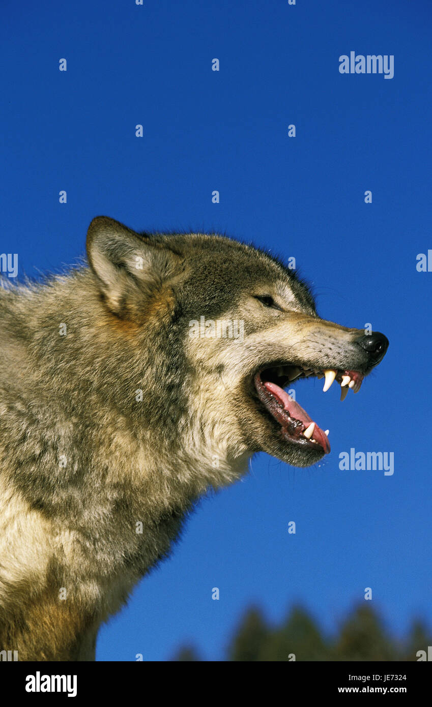 Loup de Mackenzie, le loup, Canis lupus occidentalis, animal adulte, bouche ouverte, Canada, Banque D'Images