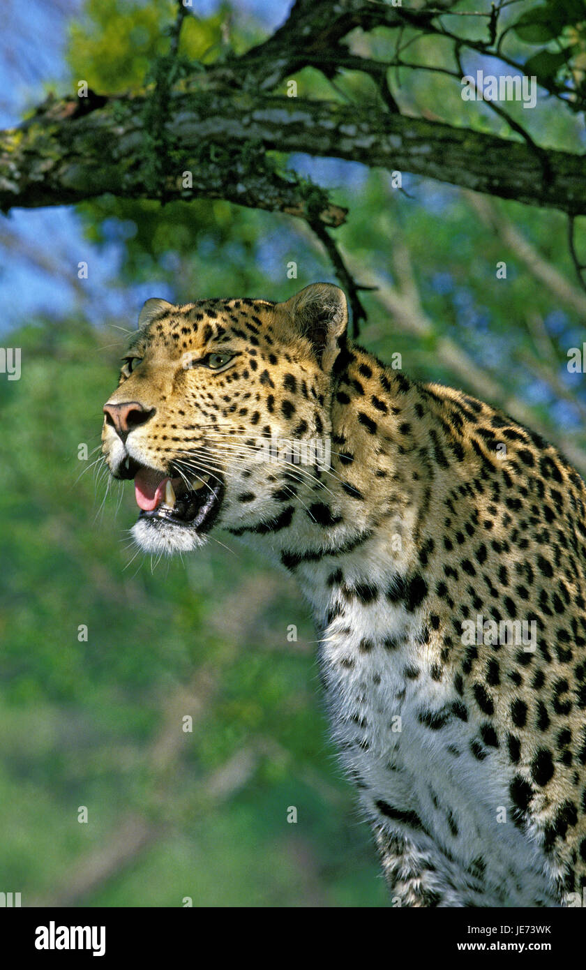 Persian léopard, Panthera pardus saxicolor, Banque D'Images