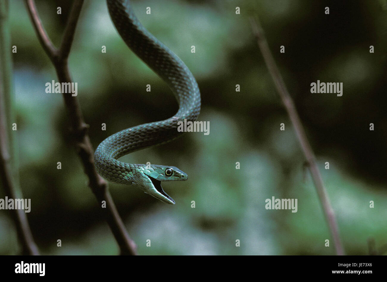 Pend marbrée Busch-long sur une branche, Philothamnus semivariegatus, Banque D'Images