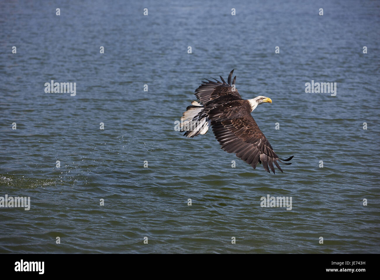 Le lac White Head, eagle Haliaeetus leucocephalus, vol au-dessus de la surface de l'eau, Banque D'Images