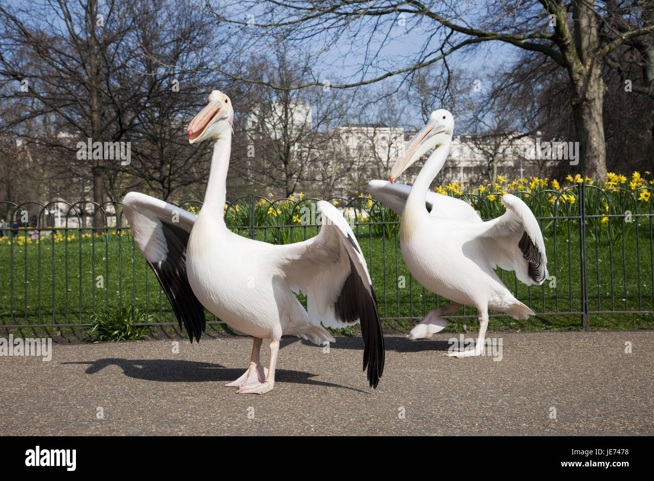 L'Angleterre, Londres, parc de St James, des pélicans, des animaux, parc, printemps, Pelecanidae Pelecanus, eau, oiseaux, oiseaux, Pelecaniformeses, faune, ailes, battement, personne, Banque D'Images