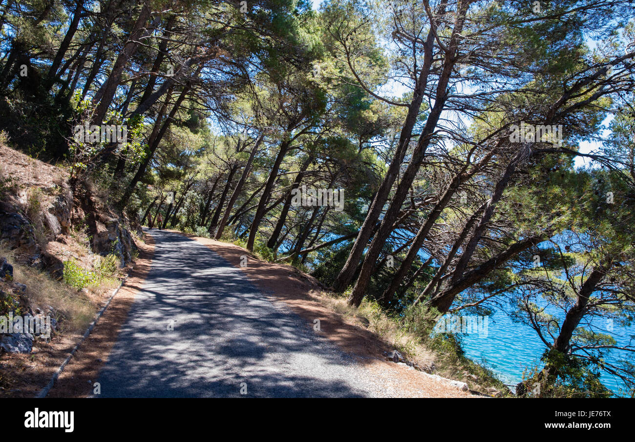 Pins d'Alep penchée autour de la piste d'ombrage Jezero sur l'île de Mljet en Croatie Banque D'Images