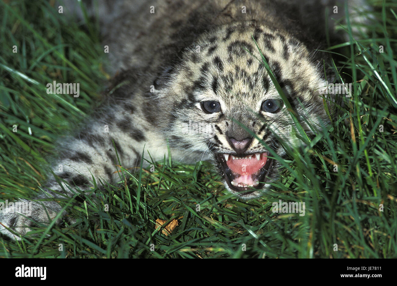 Snow Leopard ou d'Irbis, Panthera uncia, jeune animal, souffle, position de défense, Banque D'Images