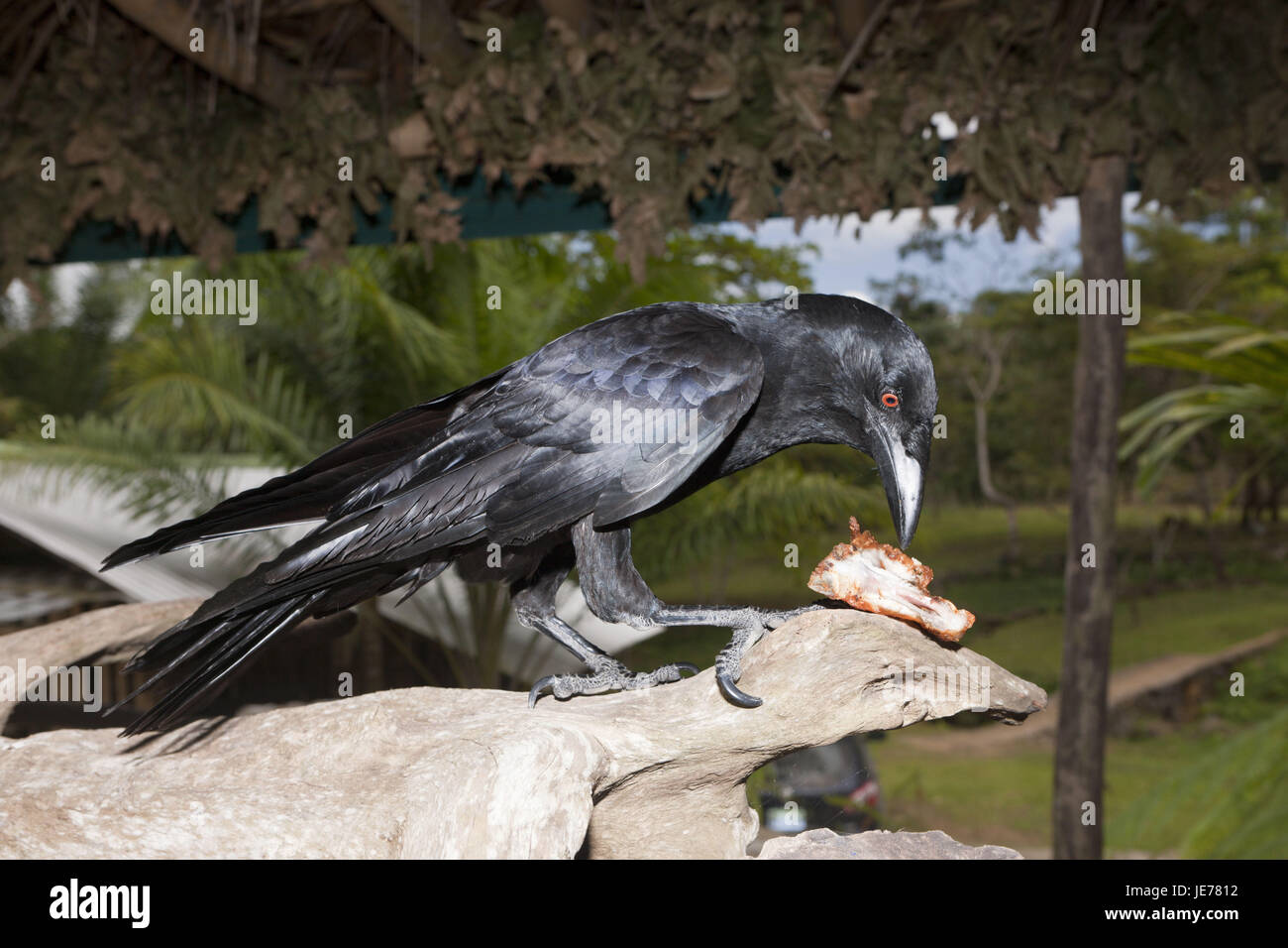Maison de vacances dans l'alimentation des doigts Crow bar, Corvus sp., parc Haitises lot, la République dominicaine, Banque D'Images