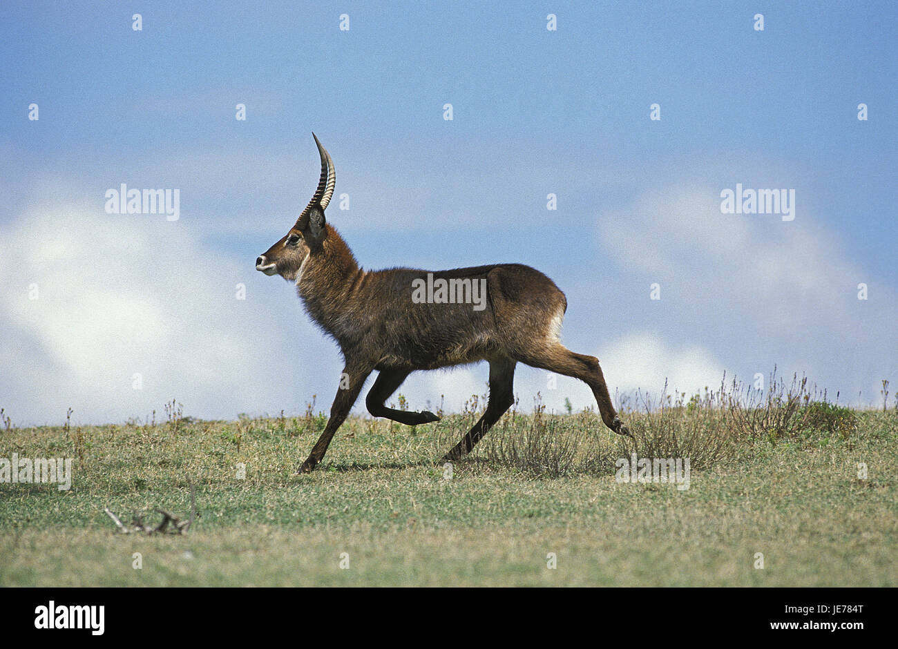 Defassa-eau cheval de saut, Kobus ellipsiprymnus defassa, petits hommes, exécuter, savane, Kenya, Banque D'Images
