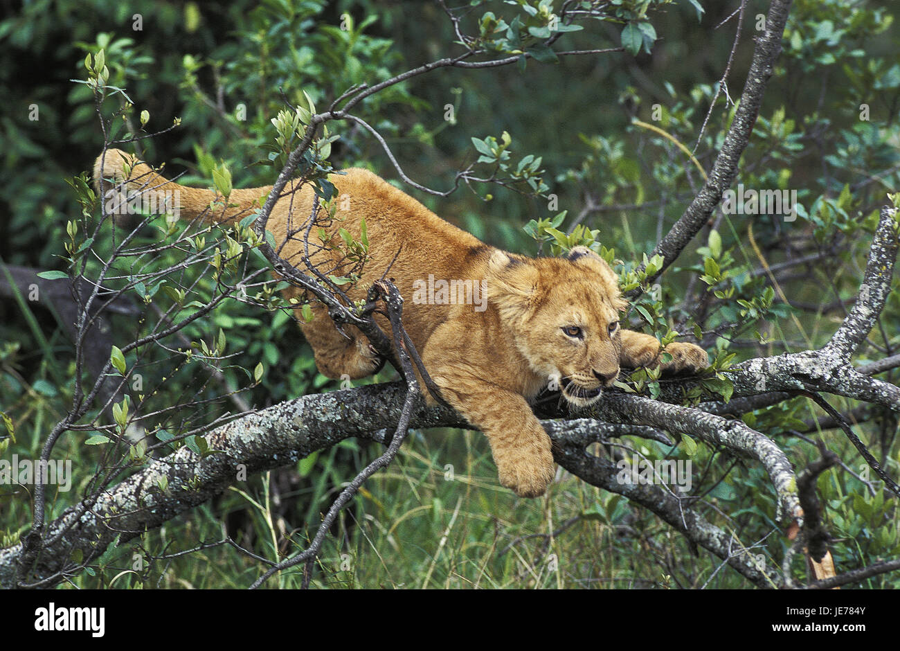 Lion, Panthera leo, jeune animal, jouer, la branche, le parc Masai Mara, Kenya, Banque D'Images