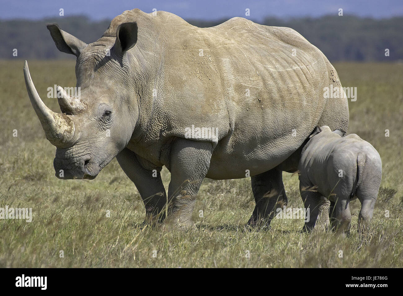 Bouche large rhinoceros, Ceratotherium simum, femelles, veau, parc de Nakuru, Kenya, Banque D'Images