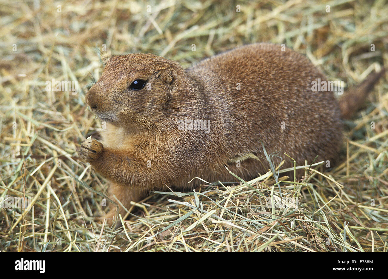 Chien de prairie à queue noire, Cynomys ludovicianus, animal adulte, le socle, l'herbe sèche, Banque D'Images