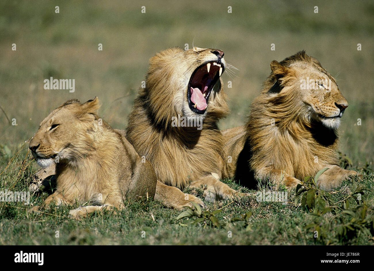 L'African Lion, Panthera leo, youthfully, peu d'hommes, de l'herbe, mensonge, bailler, parc de Masai Mara, Kenya, Banque D'Images