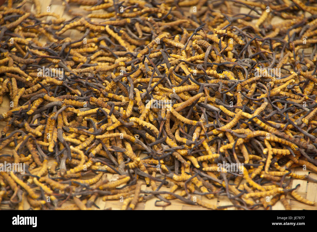 Les champignons, Caterpillar en chinois, champignon Cordyceps sinensis, ventes, quatrième islamique de Lhassa, Tibet, Asie, Banque D'Images