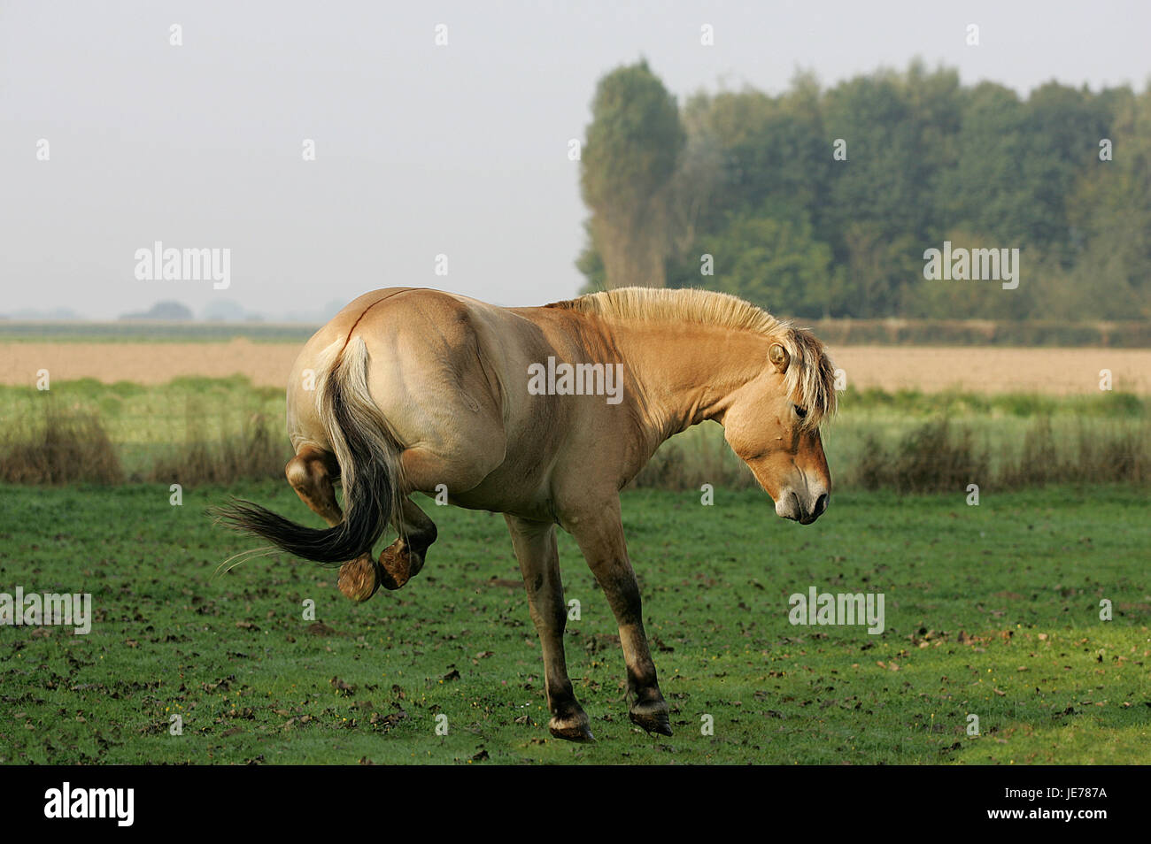 Norwegian fjord horse, étalon, kick, stepping, pâturage, Banque D'Images
