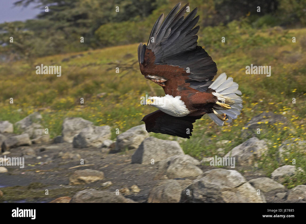 Shout lake eagle, Haliaeetus vocifer, animal adulte, vol, pêche, Baringo, au Kenya, en saumure Banque D'Images