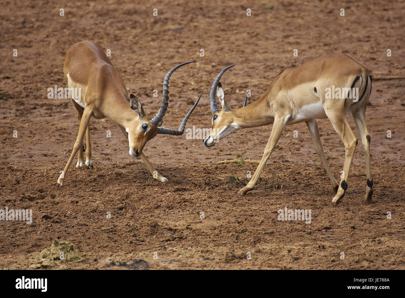Impala Aepyceros melampus, talon noir également, l'antilope, le petit homme, lutte, parc de Masai Mara, Kenya, Banque D'Images