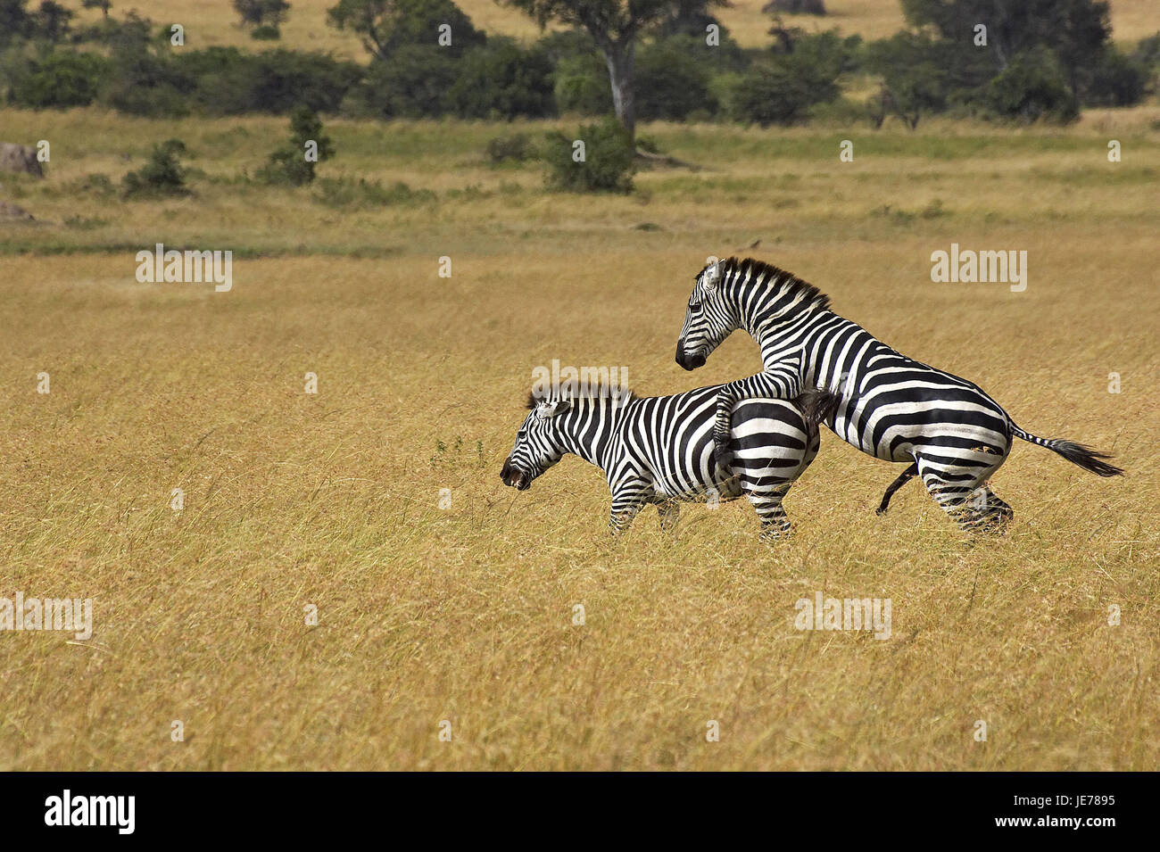 Zebra steppe ou zèbre de cheval, Equus burchelli, couple, accouplement, parc de Masai Mara, Kenya, Banque D'Images