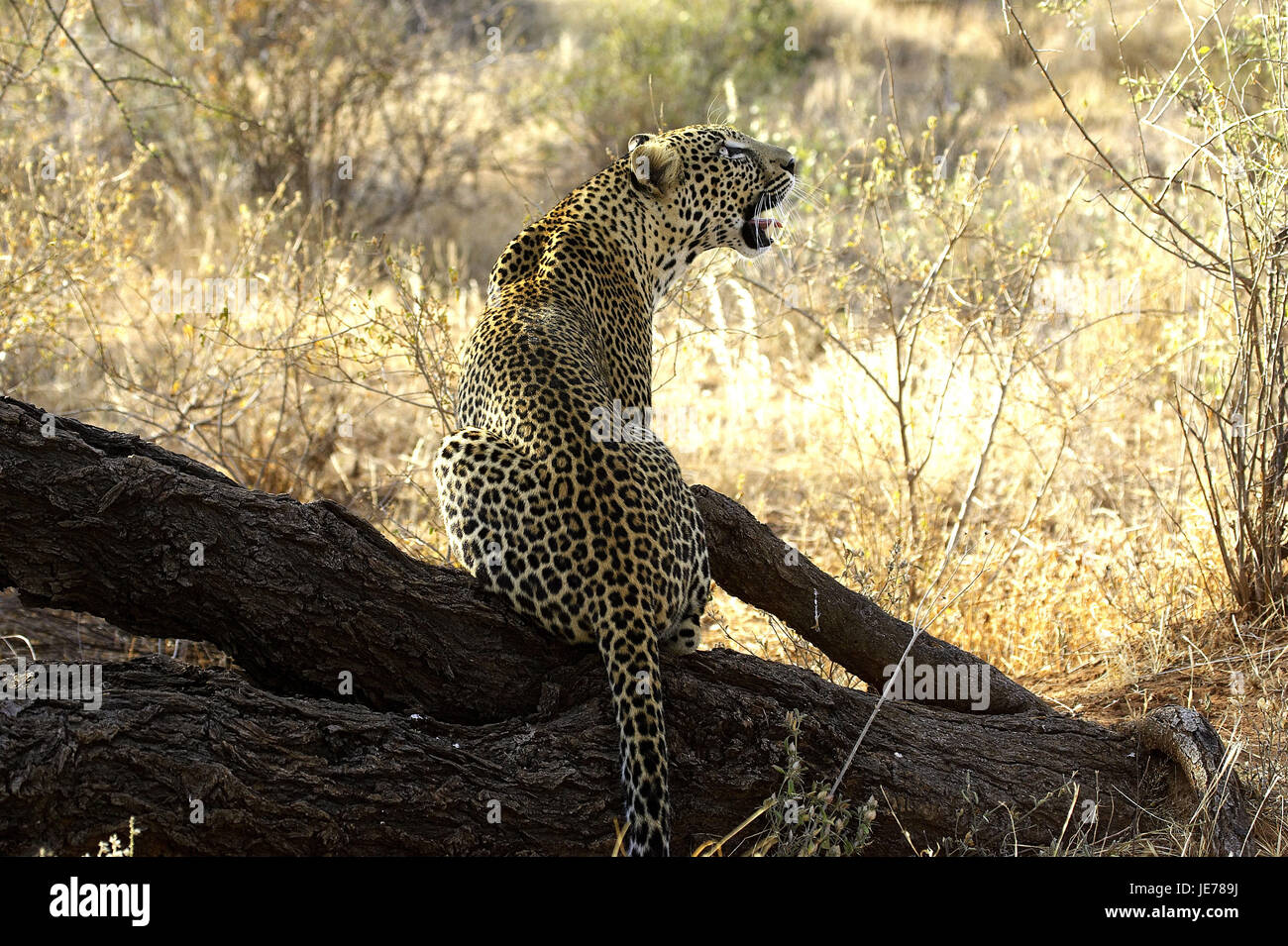 Léopard, Panthera pardus, animal adulte, s'asseoir, souche d'arbre, parc de Masai Mara, Kenya, Banque D'Images