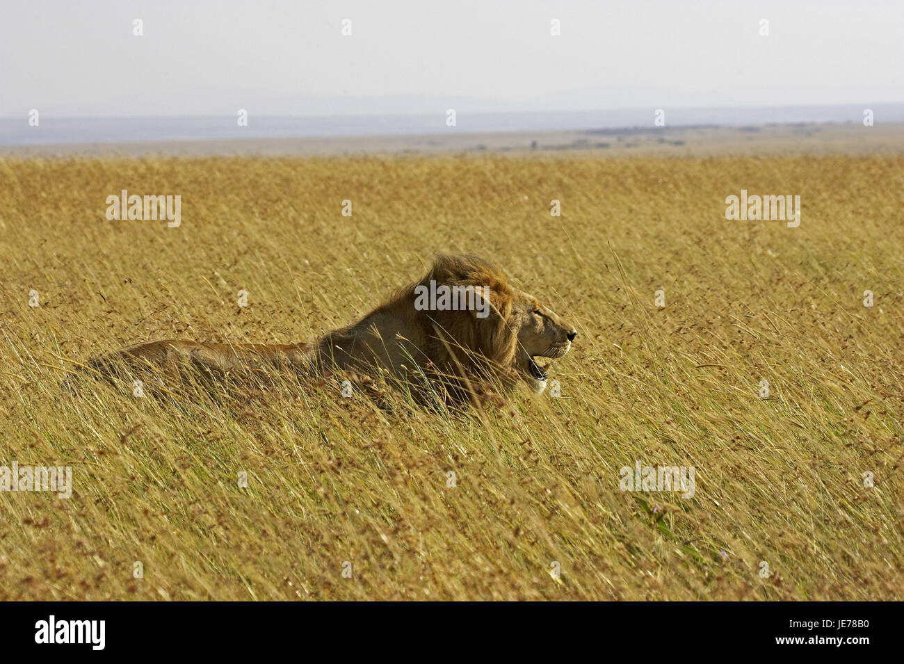 L'African Lion, Panthera leo, peu d'hommes, la savane, le parc Masai Mara, Kenya, Banque D'Images