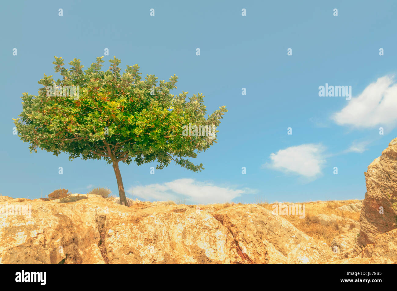 Caroubier sur le haut du mont Arbel, Galilée, Israël, la création d'un endroit ombragé dans les températures chaudes. Banque D'Images