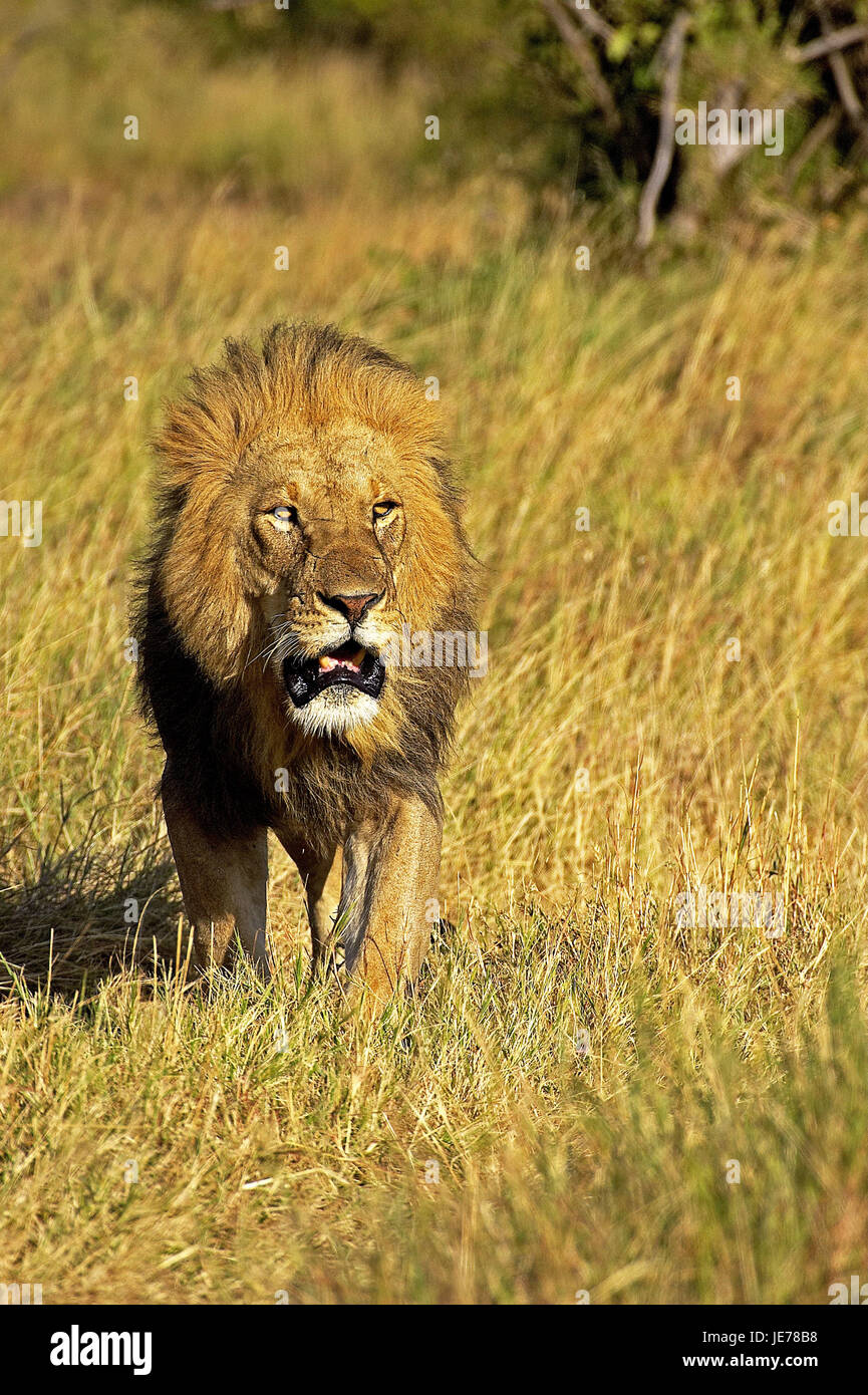L'African Lion, Panthera leo, peu d'hommes, de l'herbe sèche, parc de Masai Mara, Kenya, Banque D'Images