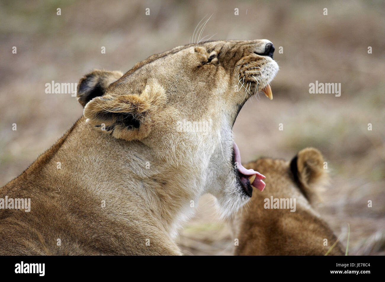 L'African Lion, Panthera leo, femelles, bailler, parc de Masai Mara, Kenya, Banque D'Images