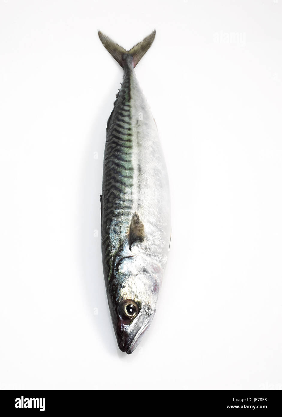 Le maquereau (Scomber scombrus), du poisson frais, fond blanc, Banque D'Images