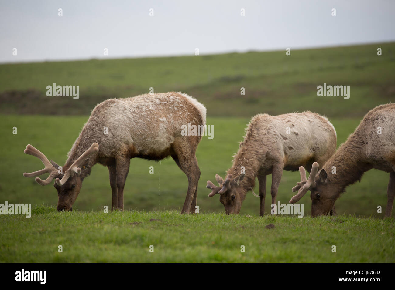Elk Point Reyes les jeunes avec de petits bois fourrure d'hiver de tufs parcourir les champs herbeux Banque D'Images