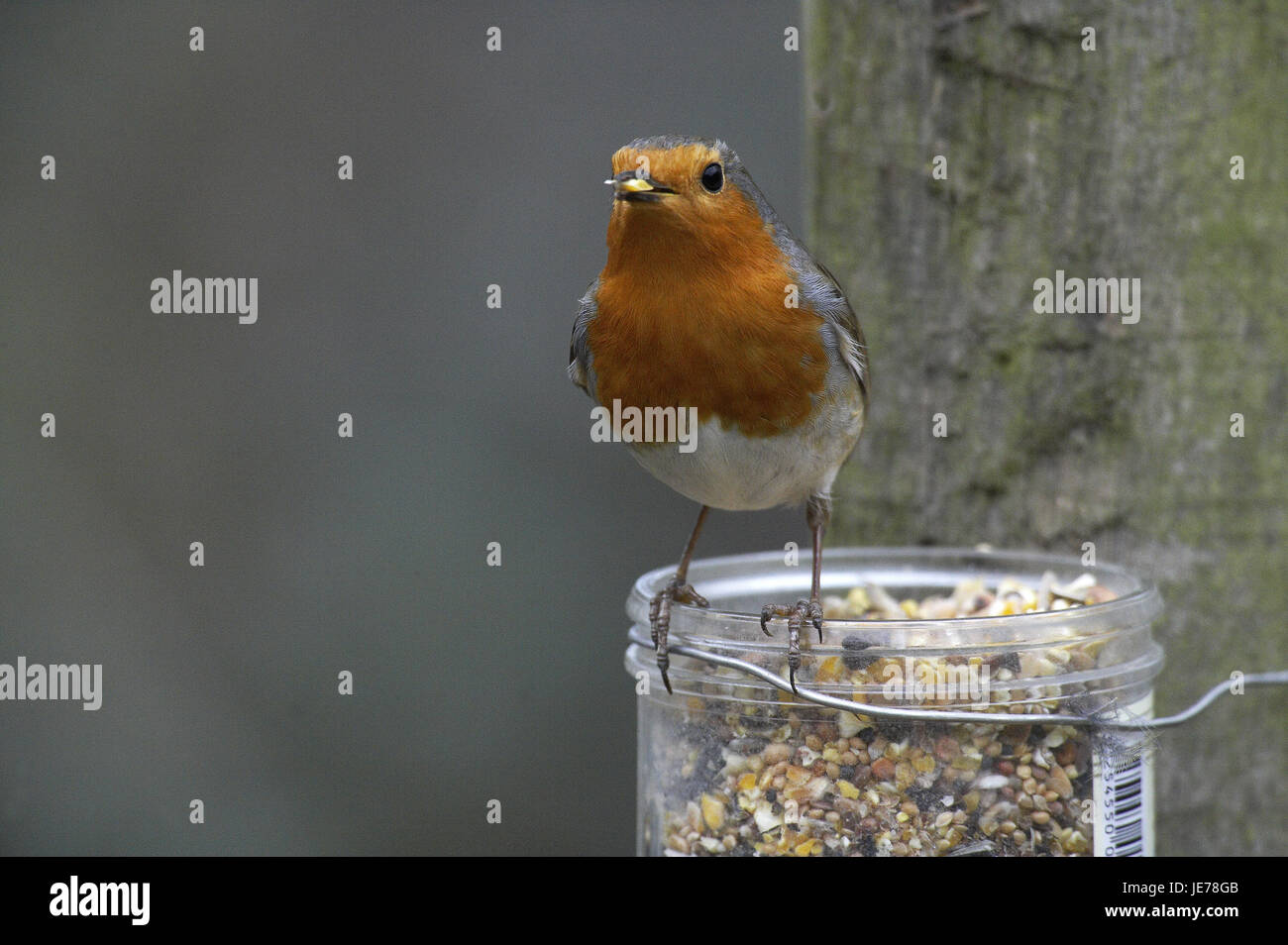 Redbreasts, Erithacus rubecula aux abords, l'animal adulte, stand, creux, Normandie, Banque D'Images