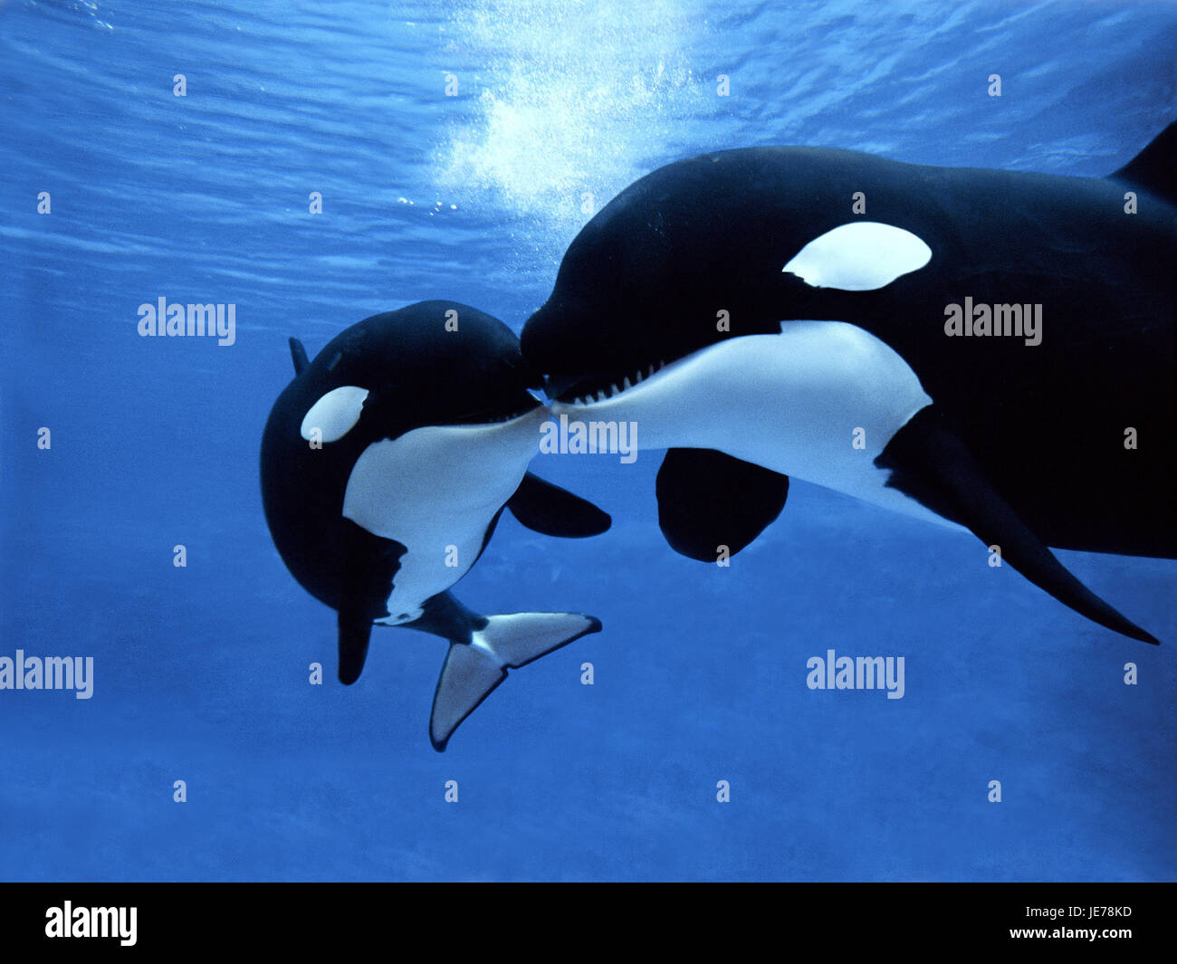 Gros épaulard, Orcinus orca, femelles, veau, Banque D'Images