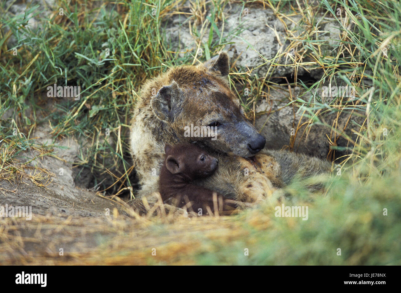 Tüpfelhyäne Fleckenhyäne ou, Crocuta crocuta, femmes, jeune animal, pit, entrée parc Masai Mara, Kenya, Banque D'Images