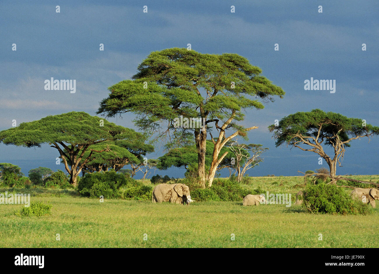 L'éléphant d'Afrique, Loxodonta africana, groupe, savane, parc de Masai Mara, Kenya, Banque D'Images