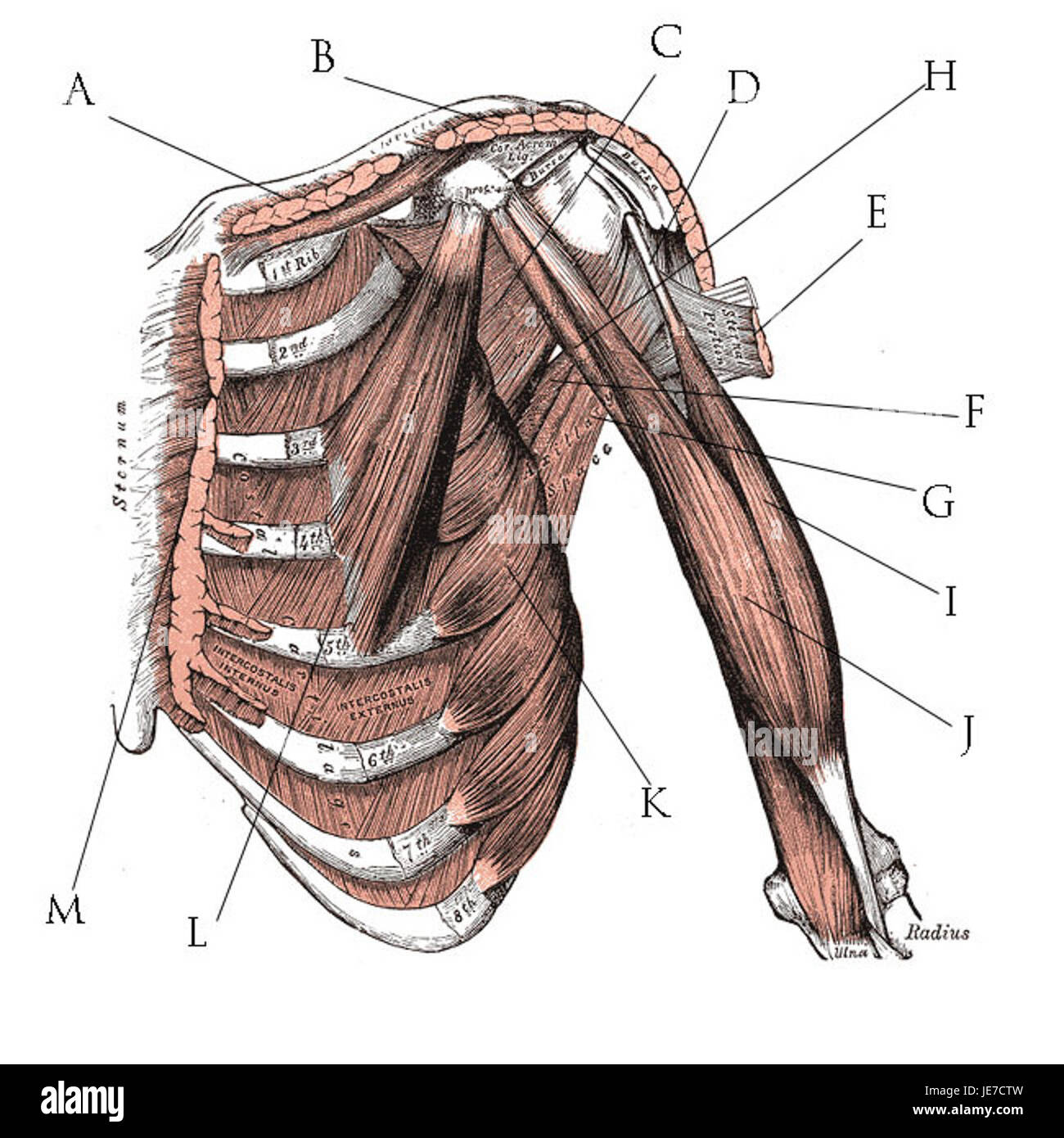 Le pectoral profond fait référence à un muscle dans la poitrine, spécifiquement situé sous le muscle principal du pectoral superficiel, jouant un rôle crucial dans le mouvement et la posture du bras. Banque D'Images