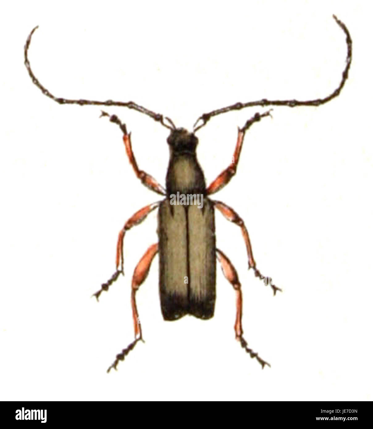 Alosterna tabacicolor est une espèce de coléoptère connue pour sa coloration distinctive. Présent dans diverses régions d'Europe, il joue un rôle dans l'écosystème, contribuant à la décomposition du matériel végétal et influençant la biodiversité de son environnement. Banque D'Images