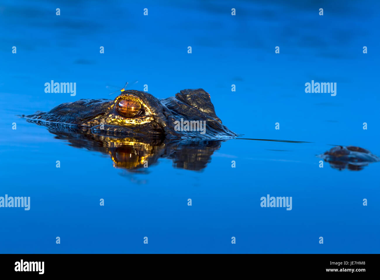 Un grand alligator au lever du soleil avec une libellule perchée sur sa tête. L'Alligator est un prédateur et trouvé tout au long de la sud-est. Banque D'Images Un grand alligator au lever du soleil avec une libellule perchée sur sa tête. L'Alligator est un prédateur et trouvé tout au long de la sud-est. Banque D'Images
