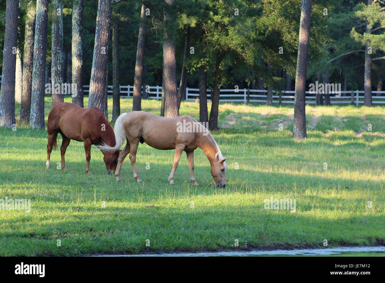 Une paire de chevaux. Banque D'Images