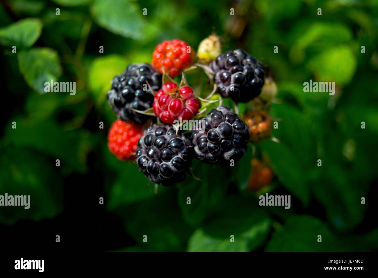 Gros plans de mains ramasser framboises noires. Banque D'Images
