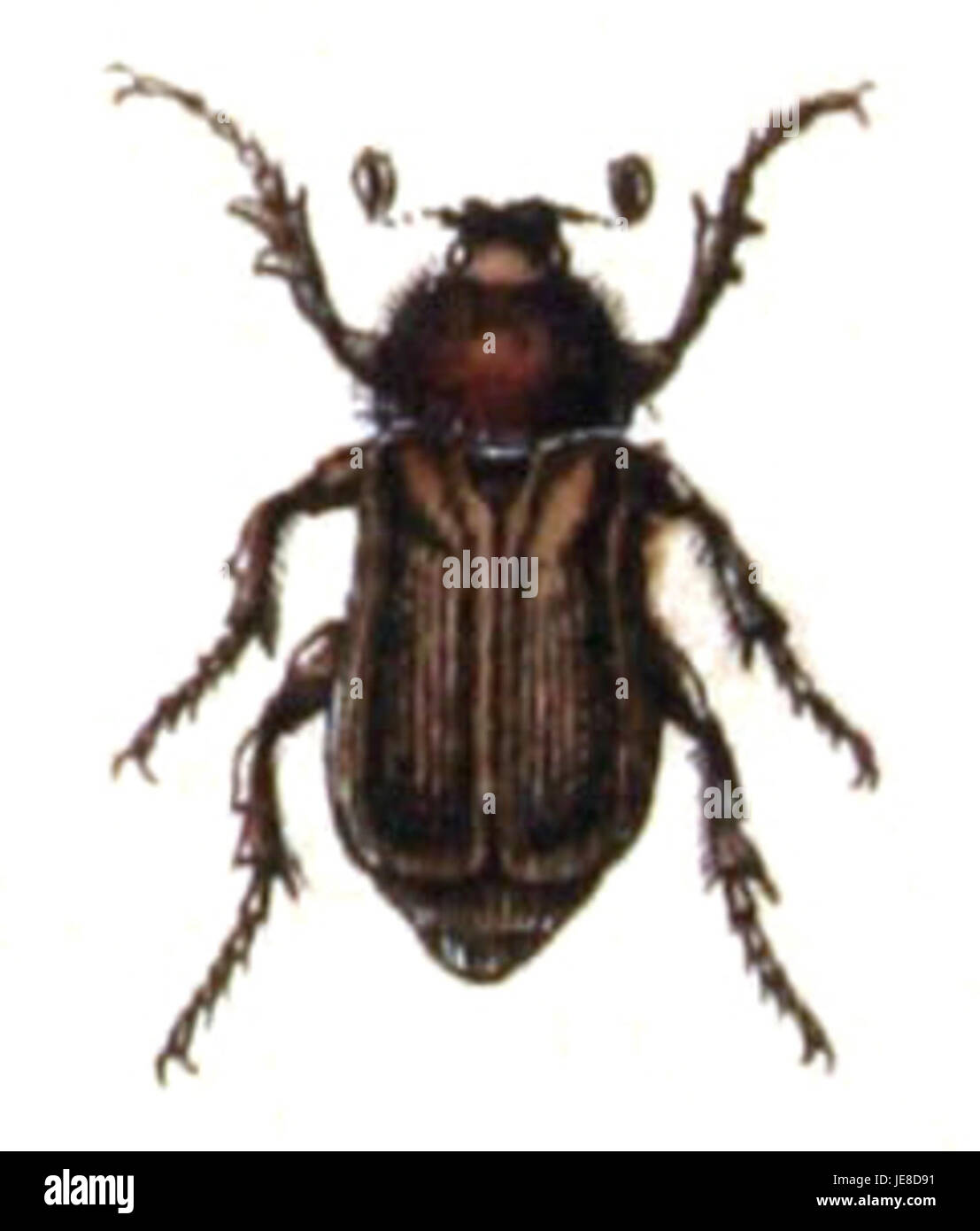 Amphimallon assimile, une espèce de scarabée, est connue pour son aspect distinctif et se trouve généralement dans les zones boisées ou prairies. Il joue un rôle dans la décomposition du matériel végétal. Banque D'Images