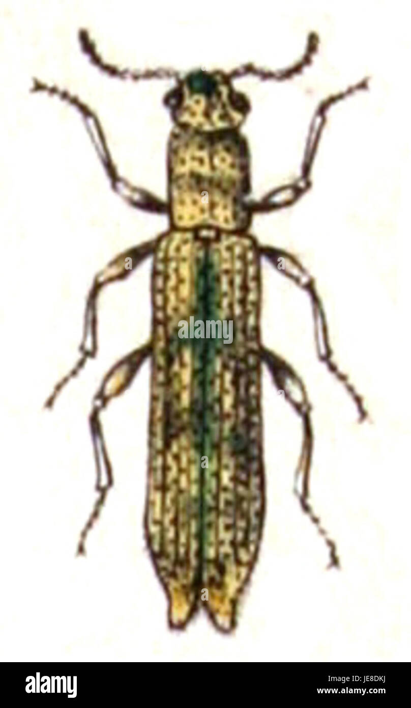 Une photographie de Dolichosoma lineare, communément appelé coléoptère en ligne droite, capturée le 28 avril 2014. Cette espèce est connue pour son long corps et se trouve généralement dans les bois et les forêts. Banque D'Images