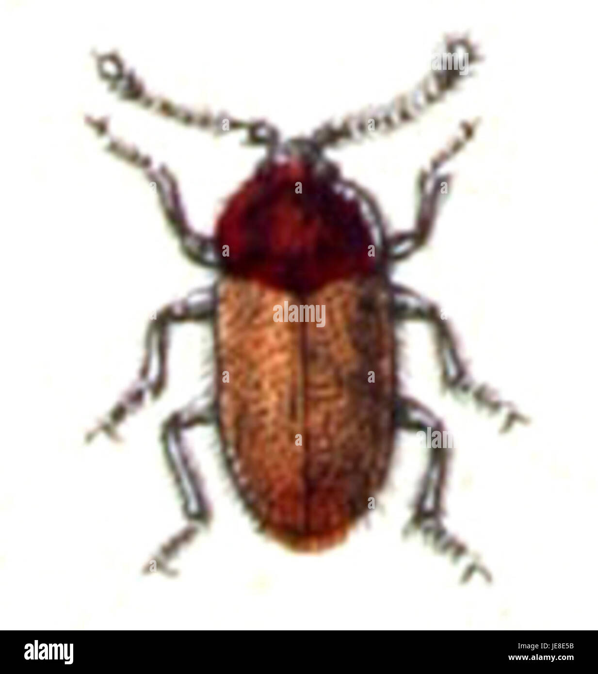 Atomaria fimetarii, une espèce de coléoptère, se trouve dans divers habitats, y compris les champs et les pâturages. Il joue un rôle dans la décomposition naturelle et la santé des sols. Banque D'Images