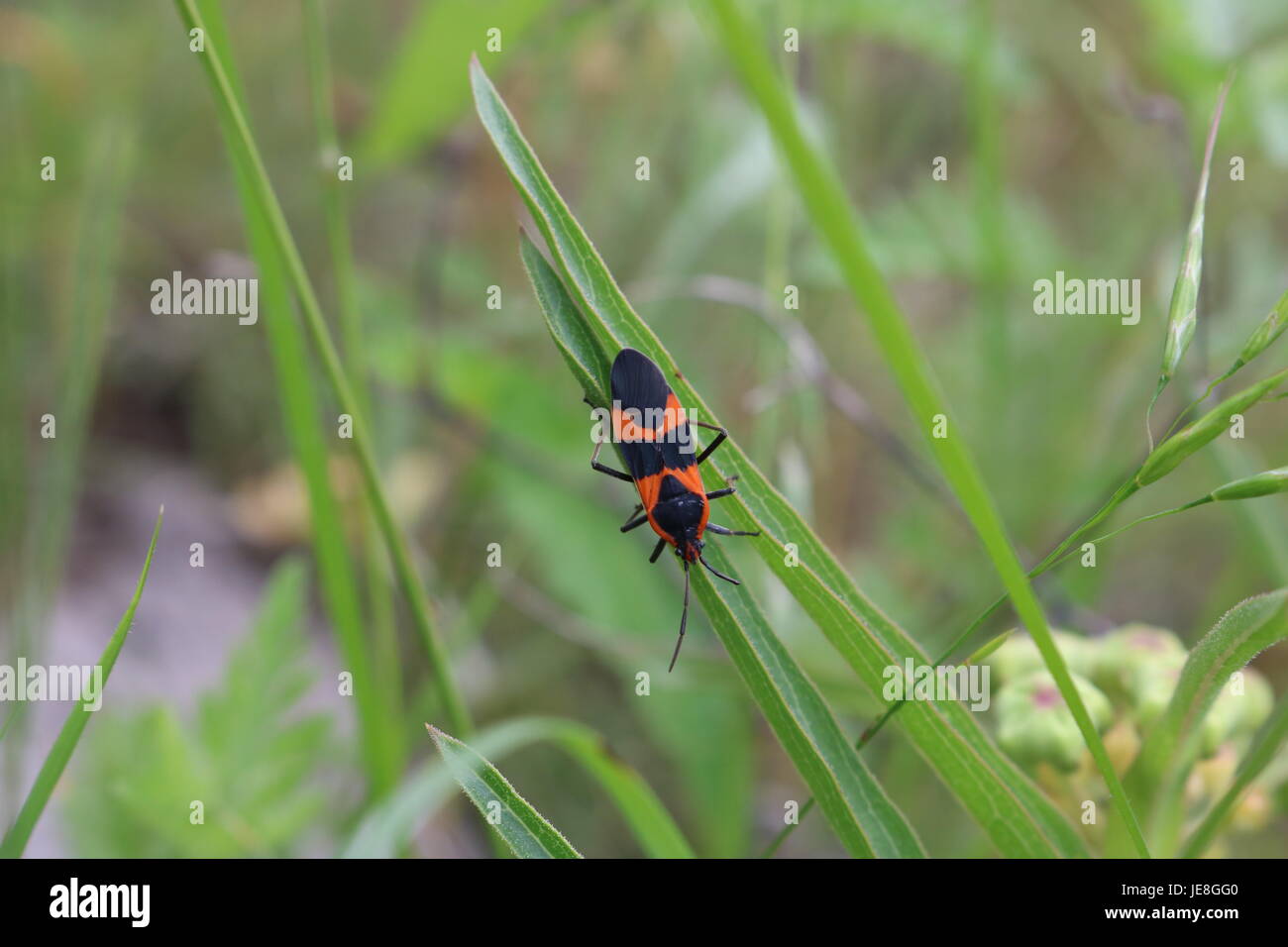 Bug d'asclépiade sur l'herbe au ranch au Texas Banque D'Images