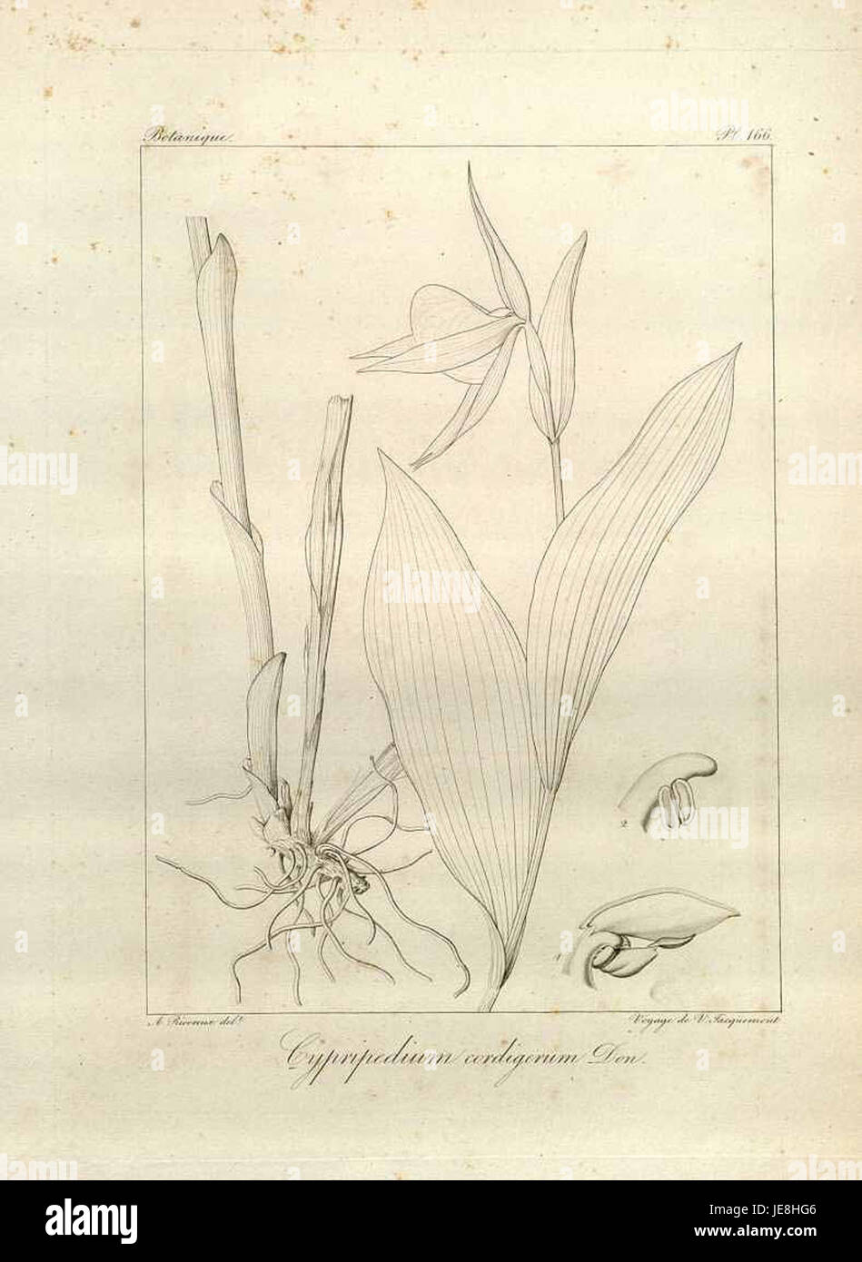 Cypripedium cordigerum, également connu sous le nom de pantoufle de dame en forme de cœur, est une orchidée rare originaire de Chine. Il est connu pour ses fleurs distinctives en forme de cœur avec des marques roses et blanches, prospérant dans des environnements frais et humides. Banque D'Images