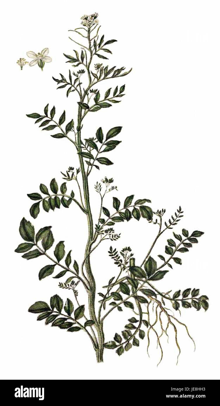 Cardamine impatiens, 0735 Flora Danica (nettoyer) Banque D'Images