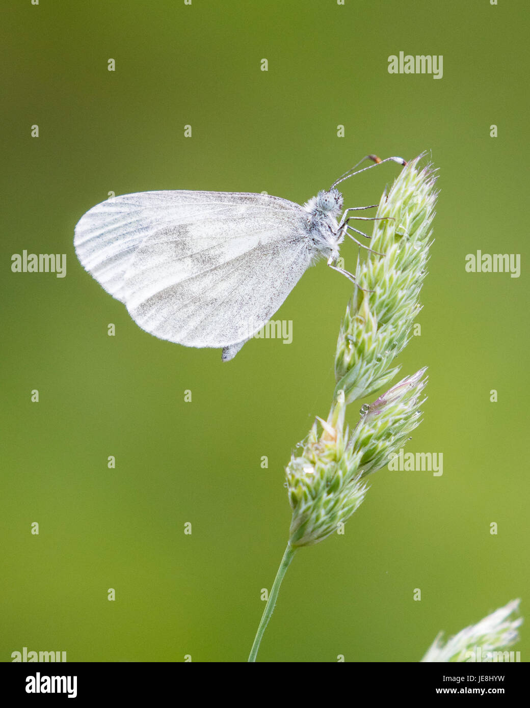 Bois papillon blanc Leptidea sinapsis sur herbe glume dans les Picos de Europa, au nord de l'Espagne Banque D'Images