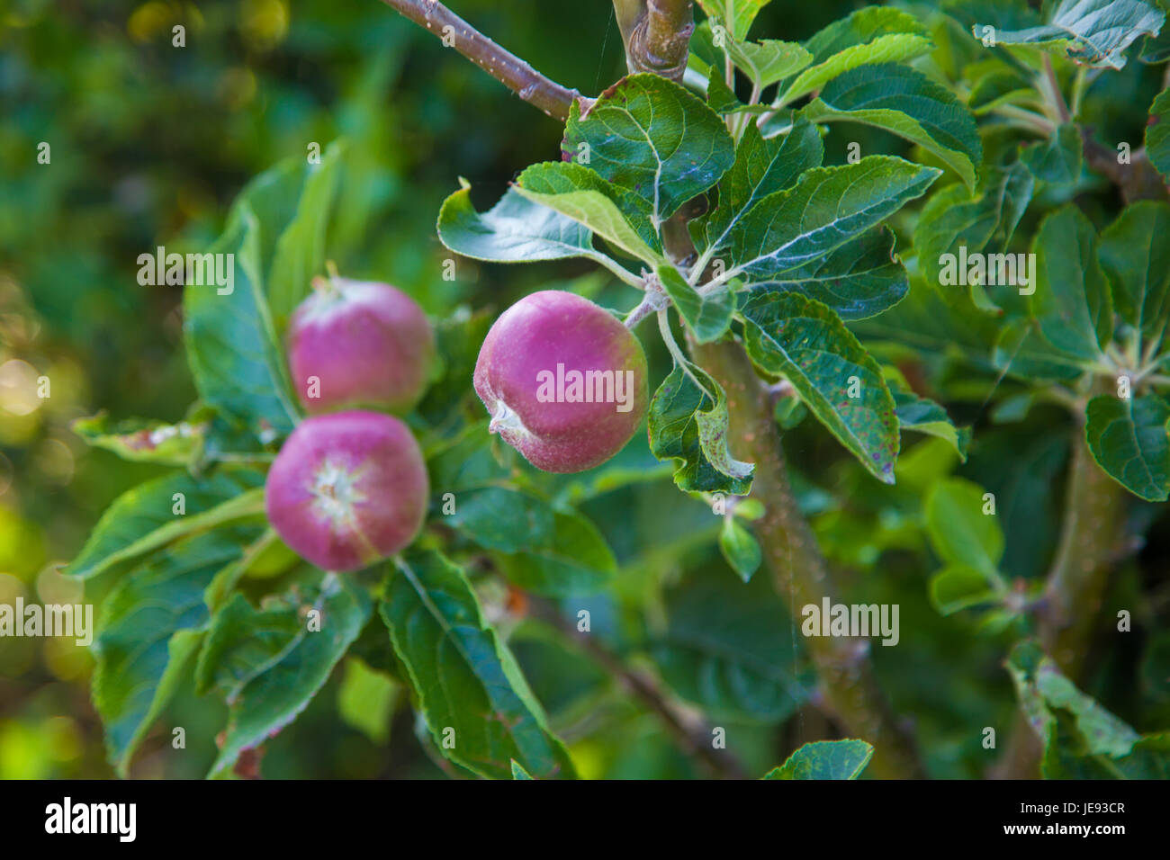 Variété de pomme Empire on Tree Branch Banque D'Images