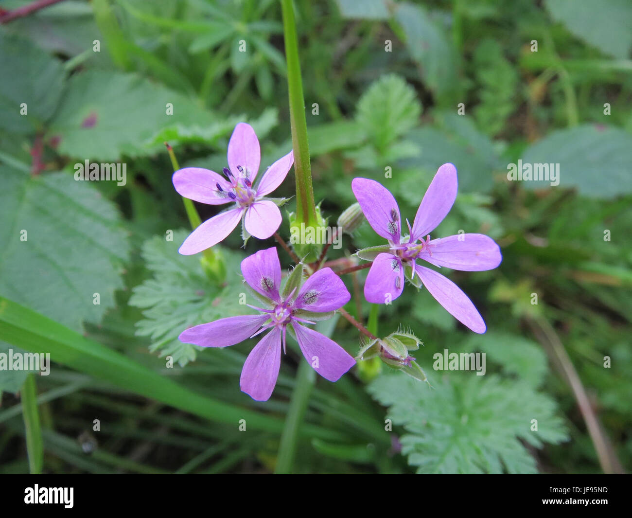 Erodium cicutarium, communément appelé filaree rouge, photographié le 18 octobre 2013, montrant ses petites fleurs violettes et ses longues tiges distinctives. Banque D'Images