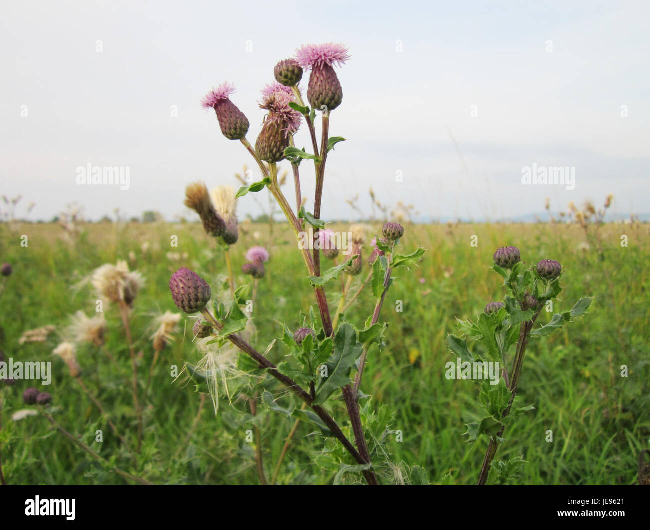 Prise le 23 septembre 2012, cette image montre une plante de chardon (Distel) poussant dans le Hockenheimer Rheinbogen, une réserve naturelle près du Rhin en Allemagne. Banque D'Images