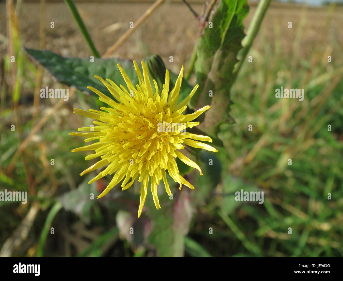 Sonchus Asper, également connu sous le nom de chardon de semis épineux, une espèce végétale reconnue pour ses feuilles épineuses et ses fleurs jaunes. La plante se trouve souvent dans les sols perturbés et les zones urbaines, connues pour sa résilience. Banque D'Images